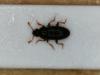 Telmatophilus sp.